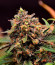Orange Apricot Glue XL Auto fem (Sweet Seeds) семена конопли