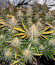 Lemon Drizzle fem (Barney's Farm) семена конопли