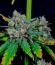 Booberry Cookies RBX fem (Ethos Genetics) семена конопли