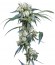 NL5 Haze Mist fem семена конопли