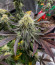 Poddy Mouth fem (Humboldt Seed Company) семена конопли