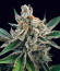 Polar Gelato Auto fem (Silent Seeds) семена конопли