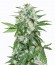 Satan's Bride fem (Trikoma Seeds) семена конопли