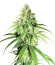 Glue Sherbert fem (AlphaFem Seeds) семена конопли