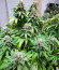 Moscow Blueberry (Kalashnikov Seeds) семена конопли