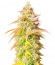 Gorilla Glue Auto fem семена конопли