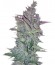 Vertigo Auto fem (Paradise Seeds) семена конопли