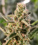 Strawberry Gorilla Auto fem (FastBuds) семена конопли