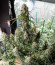 Auto Cinderella Jack fem (Dutch Passion) семена конопли