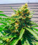 Critical XXL fem (Herbies Seeds) семена конопли