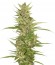 Northern Lights x Big Bud Auto fem (World of Seeds) семена конопли