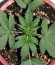 CBD Auto 20:1 fem (FastBuds) семена конопли