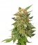 Hobbit Auto (Ginger Punch Auto) fem семена конопли