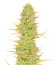 Original Auto White Widow fem (FastBuds) семена конопли