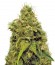 Utopia Haze fem (Barney's Farm) семена конопли