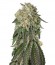 Amherst Sour Diesel fem сорт конопли