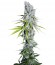 Семена CBD Skunk Haze шишки
