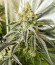 Banana Punch fem (Barney's Farm) семена конопли