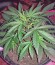 Blue Mystic fem (Nirvana Seeds) семена конопли