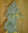 ICE fem (Female Seeds) семена конопли