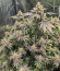 Rainbow Melon fem (FastBuds) семена конопли