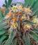 LFG fem (Barney's Farm) семена конопли