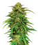 Mango Sherbert Auto fem (Humboldt Seed Company) семена конопли