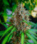 Papaya Zoap Auto fem (Sweet Seeds) семена конопли