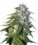 Sour Cream fem (DNA Genetics) семена конопли