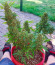 Za-Za OG fem (Herbies Seeds) семена конопли