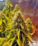 Shark fem (Pyramid Seeds) семена конопли