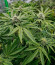 Black Cherry Gushers fem от Barney's Farm семена конопли