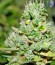 Gnomo Auto fem (Kannabia Seed Company) семена конопли