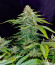 Mint Jelly Auto fem (Humboldt Seed Company) семена конопли