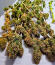 Trainwreck Fast Version fem (Seedkeepers) семена конопли