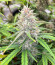 Banana Purple Punch Auto fem (FastBuds) семена конопли