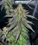 LFG fem (Barney's Farm) семена конопли