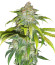 Fem Mix Pack #1 fem (Herbies Seeds) микс семян конопли