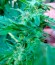 Speedy Gonzales Auto (Speedy Boom Auto) fem семена конопли