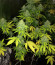 Anubis fem (Pyramid Seeds) семена конопли
