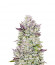 Gorilla Cookies Auto fem (FastBuds Seeds) семена конопли