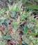 Kali Mist reg (Serious Seeds) семена конопли
