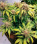 Kosher Cake Auto fem (FastBuds) семена конопли