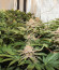 Purple Punch fem (Barney's Farm) семена конопли