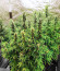 Bruce Banner fem (Cali Buds Seeds) семена конопли