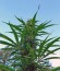 Kilimanjaro fem (World of Seeds) семена конопли