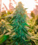 Leisure Zoot Larry fem (Dr. Krippling Seeds) семена конопли
