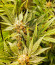 Dozy Cake fem (AlphaFem Seeds) семена конопли