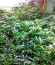 Dr. Greenthumb’s Em-Dog by B-Real fem семена конопли