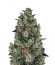 Glookies fem (Barney's Farm) семена конопли
